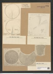 Coscinodiscus perforatus Ehr. (de-Toni-Nr.: Genus 202, Species 5079) Zeichnungen Sammlung Grunow Nr. 8831 (NHMW-BOT-W0378451)